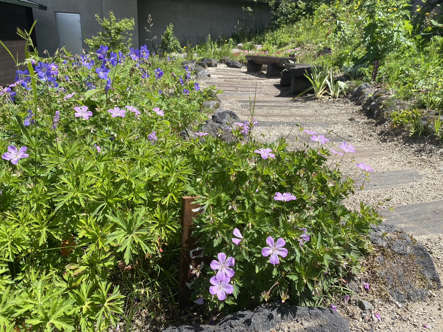 ハーブガーデンと高山植物を楽しめる「雲海ハーブガーデン」 - 竜王